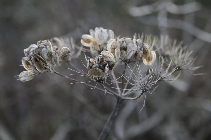 Plantable Seeds