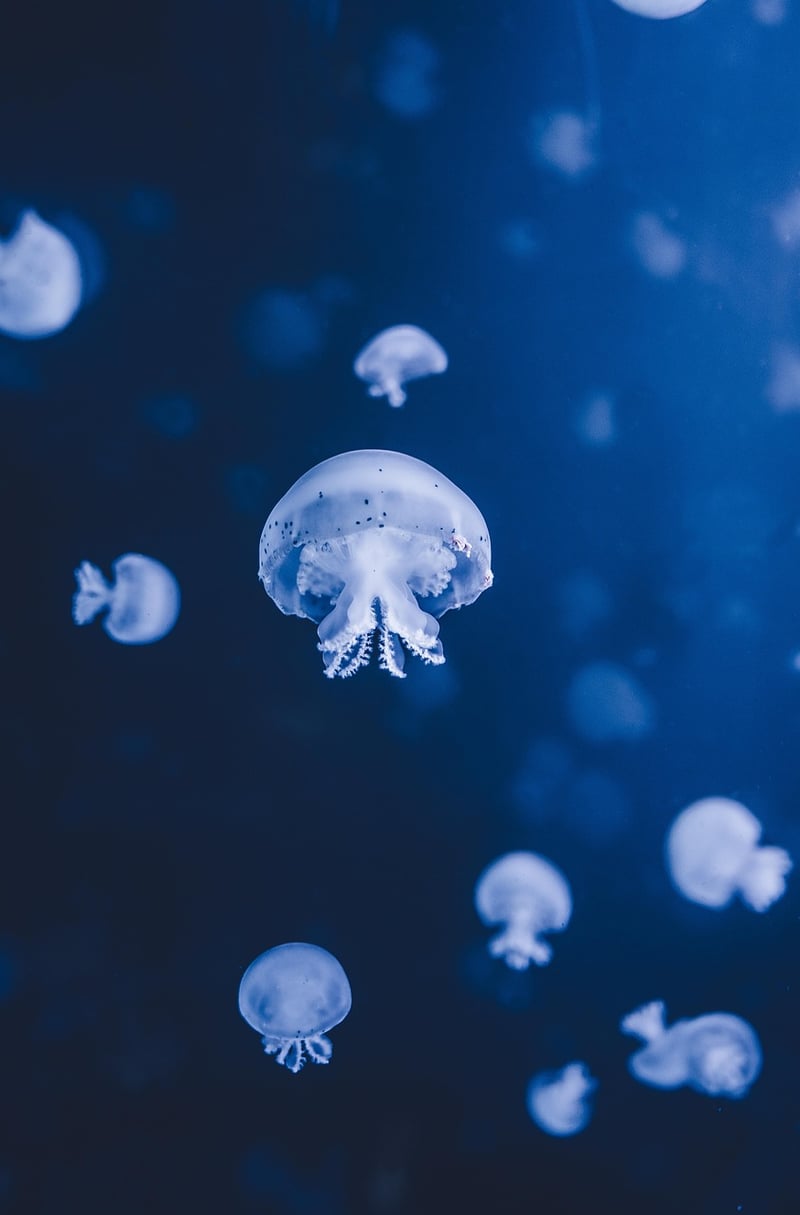 Underwater Wedding